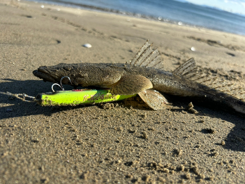 マゴチの釣果