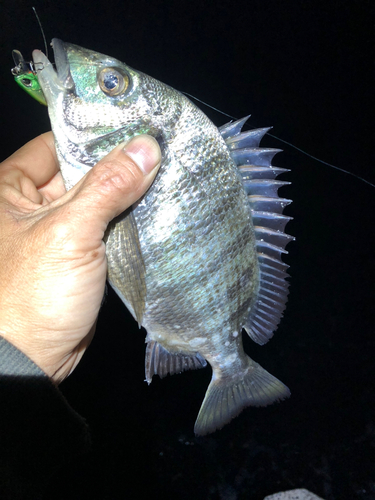 チヌの釣果