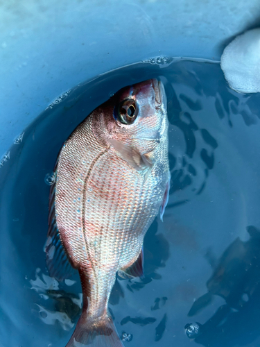 駿河湾