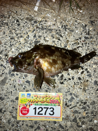 カサゴの釣果