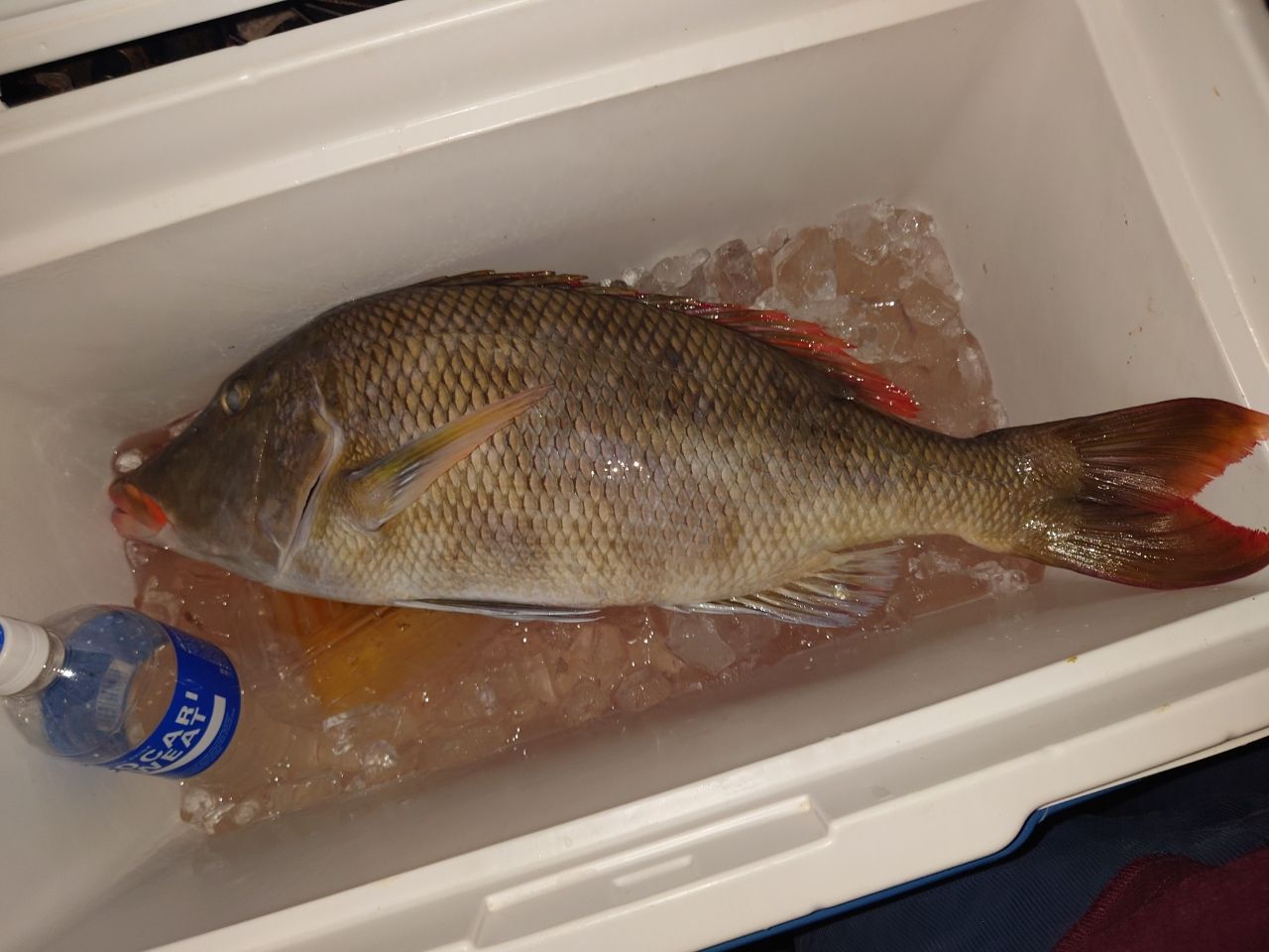 キツネフエフキ