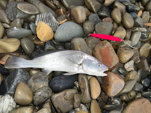 ニベの釣果