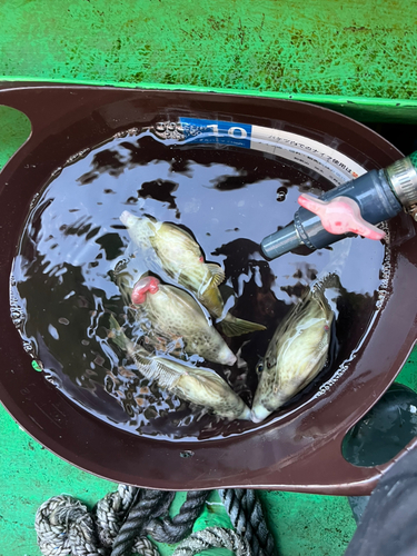 カワハギの釣果