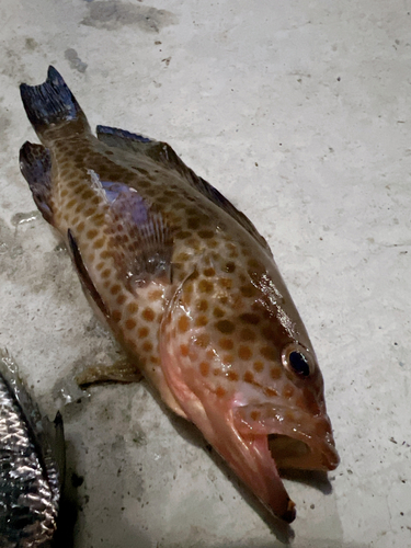 オオモンハタの釣果