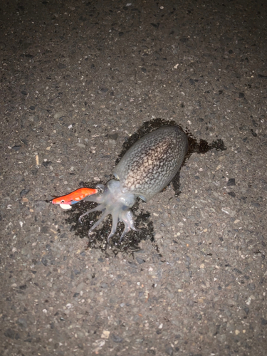 シリヤケイカの釣果