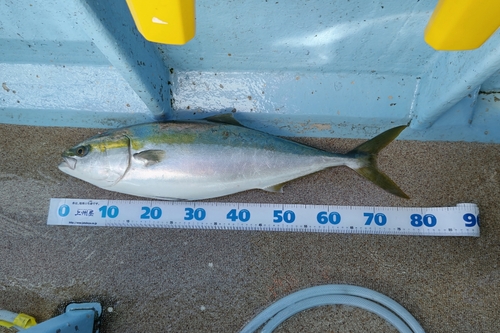 ブリの釣果