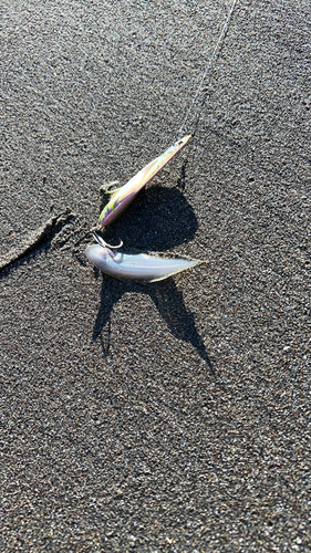 シタビラメの釣果