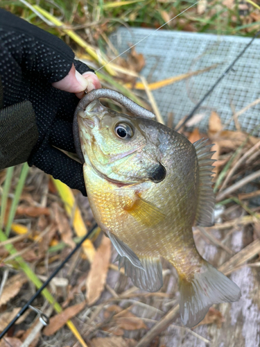 ブルーギルの釣果