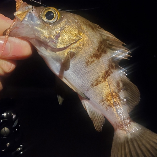 メバルの釣果