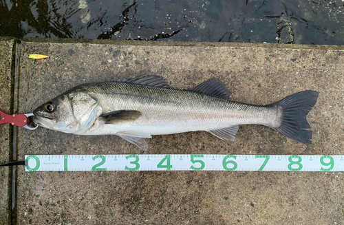 シーバスの釣果