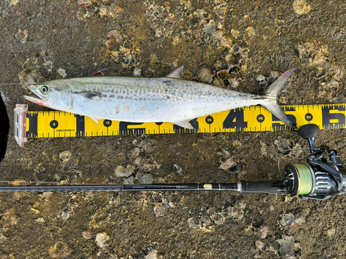 サゴシの釣果