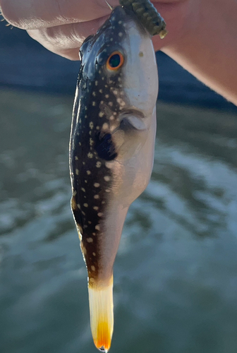 マフグの釣果