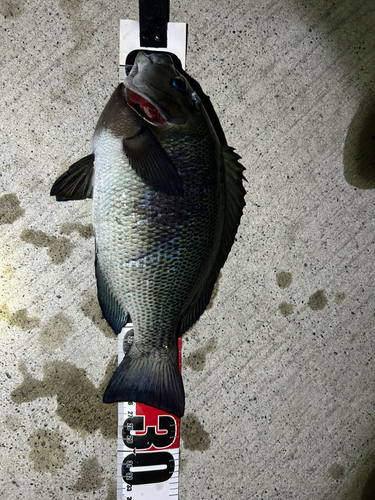 金沢水際線緑地（福浦岸壁）