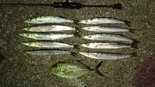 カマスの釣果