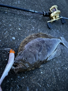 ソゲの釣果