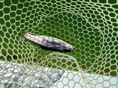 ニジマスの釣果