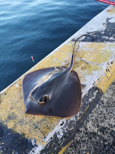 エイの釣果