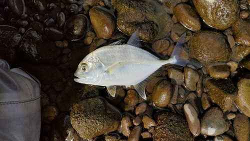 メッキの釣果