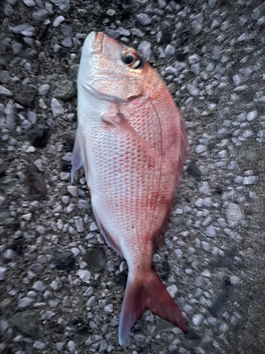 鹿児島湾南部