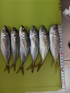 アジの釣果