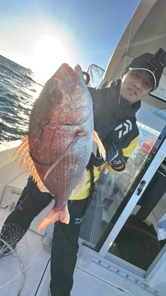 マダイの釣果