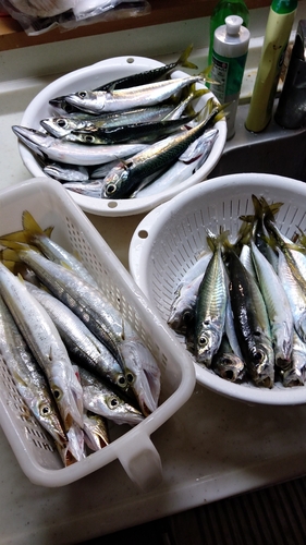 アカカマスの釣果