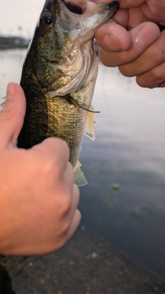 ラージマウスバスの釣果