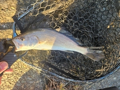 イシモチの釣果