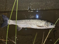 マルタウグイの釣果