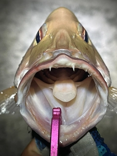 イッテンフエダイの釣果