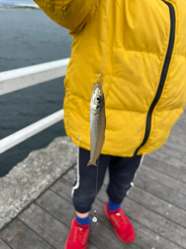 シロギスの釣果