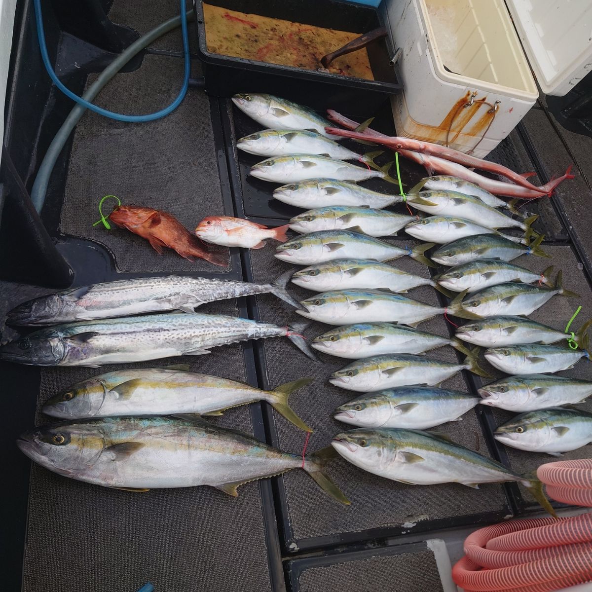 九三丸さんの釣果 3枚目の画像