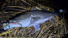 スズキの釣果