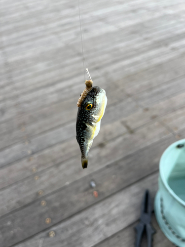 クサフグの釣果