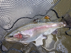 ニジマスの釣果