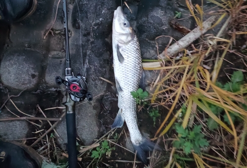 ニゴイの釣果