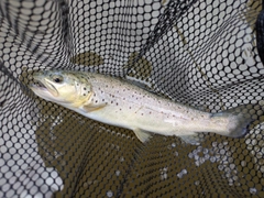 ブラウントラウトの釣果