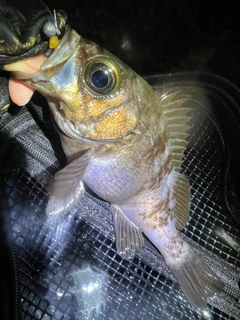 シロメバルの釣果