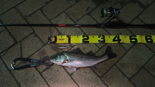 シーバスの釣果