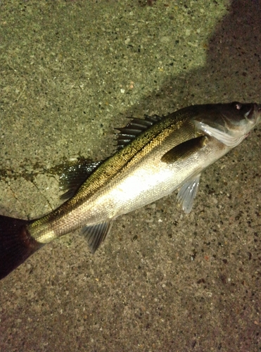 スズキの釣果