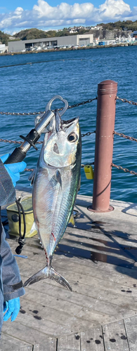 クロマグロの釣果