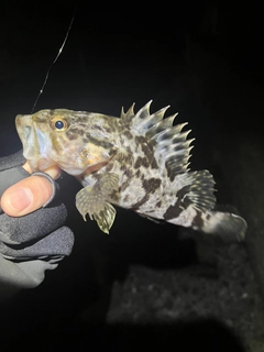 タケノコメバルの釣果