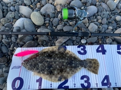 ヒラメの釣果