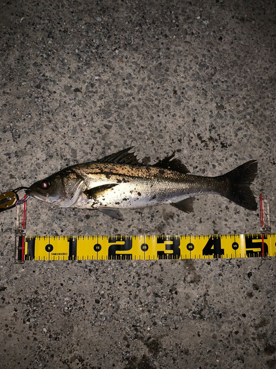 フッコ（マルスズキ）