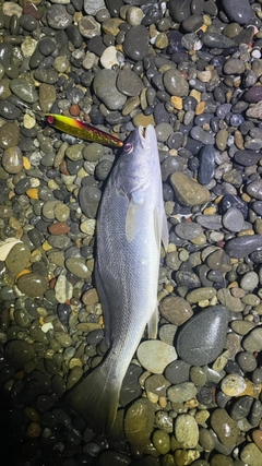 オオニベの釣果