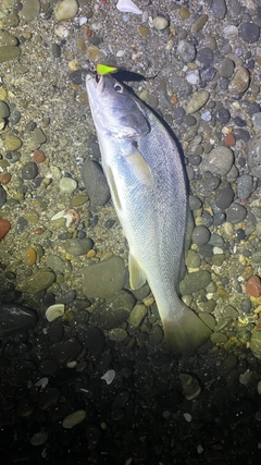 オオニベの釣果