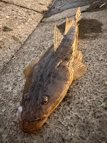 マゴチの釣果