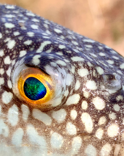 フグの釣果