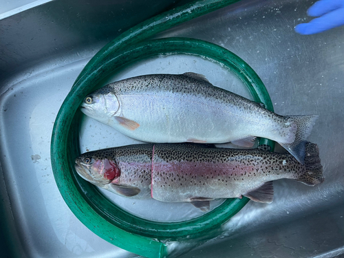 ニジマスの釣果