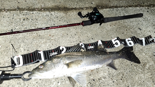 シーバスの釣果